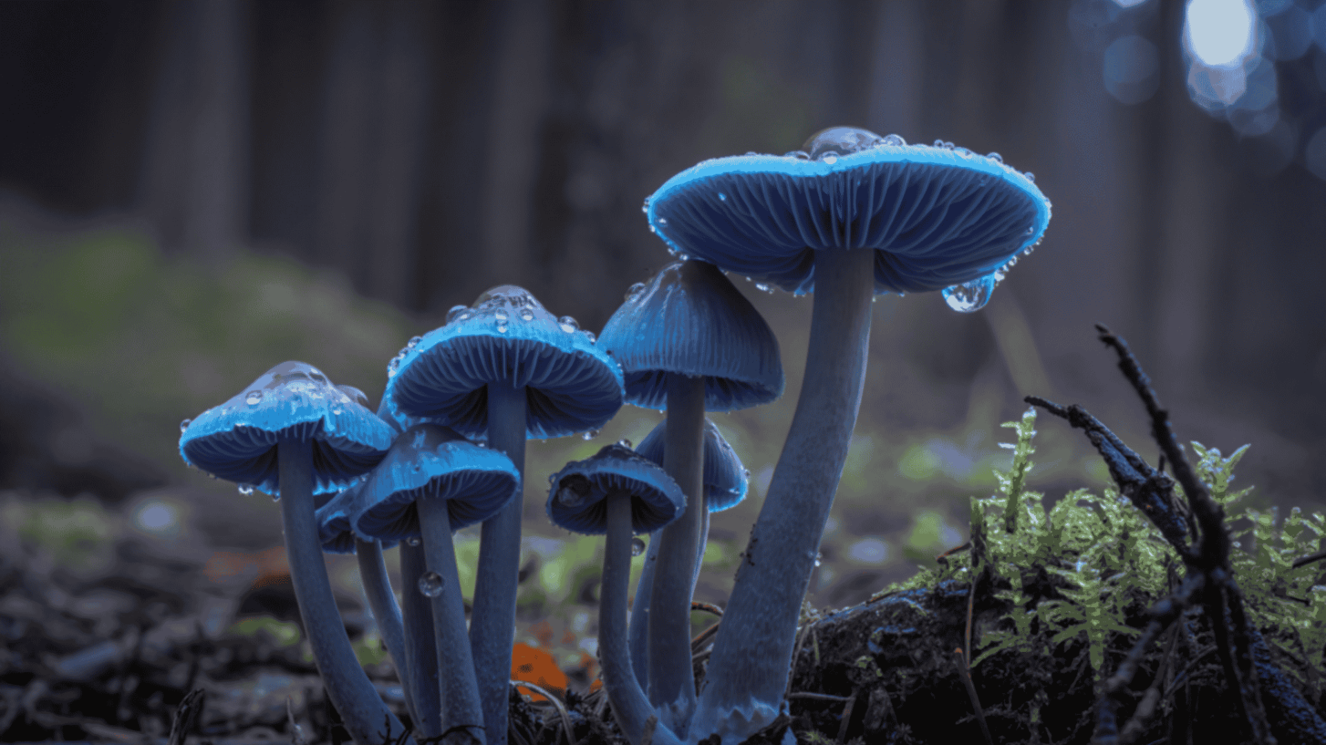 Blue mushrooms with water droplets in a forest setting