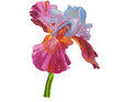 Blooming Courageously - Print - Julie Jeanne Art